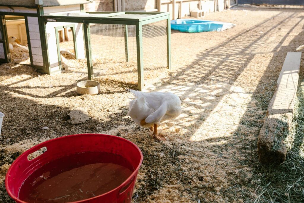 A white goose standing in an outdoor pen with sunlight streaming through, creating a warm rural scene.