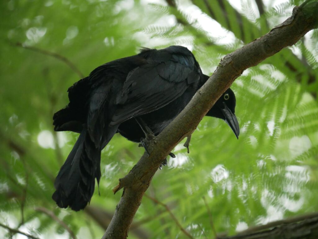 A black crow perched on a tree branch with green foliage background.