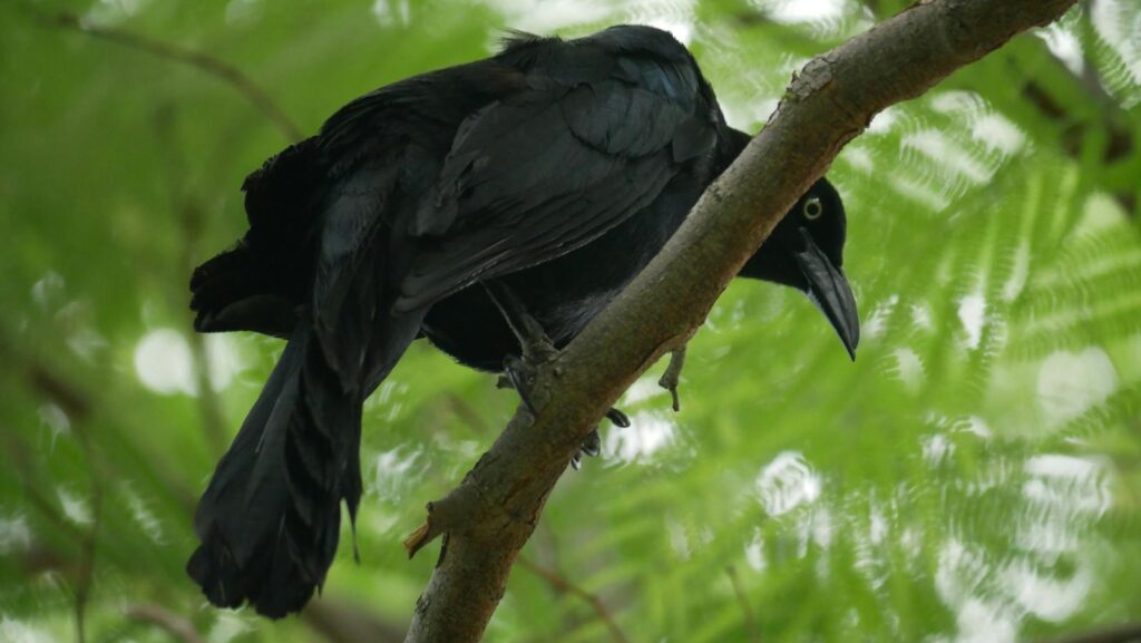 A black crow perched on a tree branch with green foliage background.