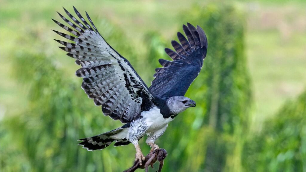 Harpy eagle in flight carrying a baby monkey in its talons