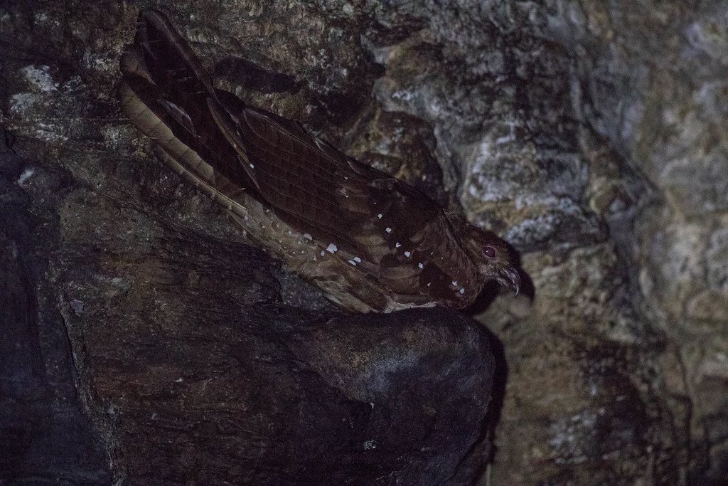 An Oilbird with brown and white speckled plumage perches amongst branches.