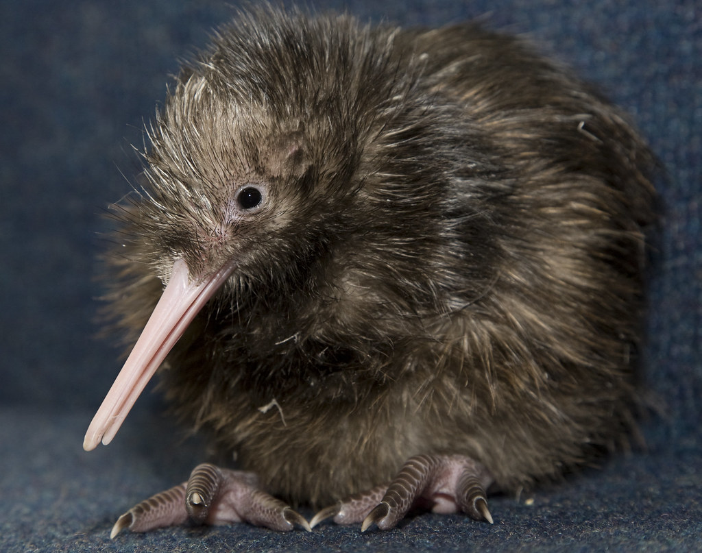 A fluffy brown kiwi with a long beak.