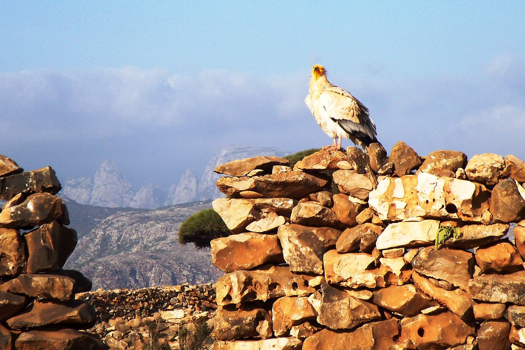 An Egyptian vulture with white plumage and a yellow face perches on a stone wall.
