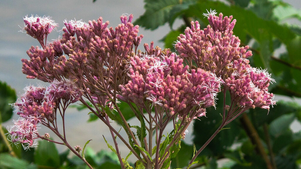 Joe-Pye Weed with clusters of pinkish-purple flowers in bloom