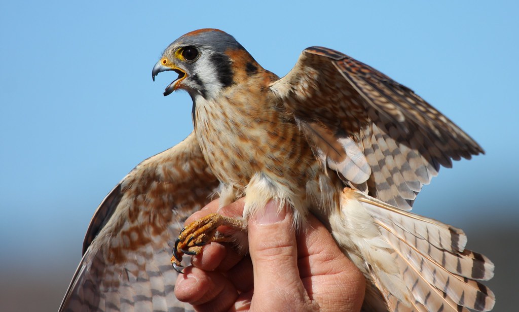 A captured American kestrel opens its beak, displaying its talons.