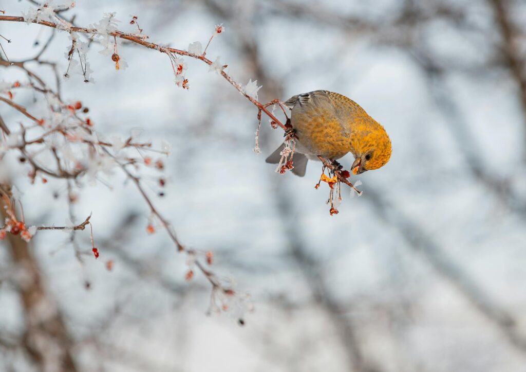 Close-up of a pine grosbeak eating berries on a frosty branch during winter.