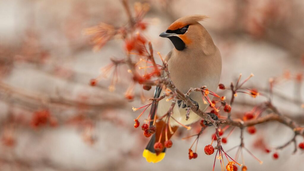 Bohemian Waxwing bird perched on a branch with red berries during winter.