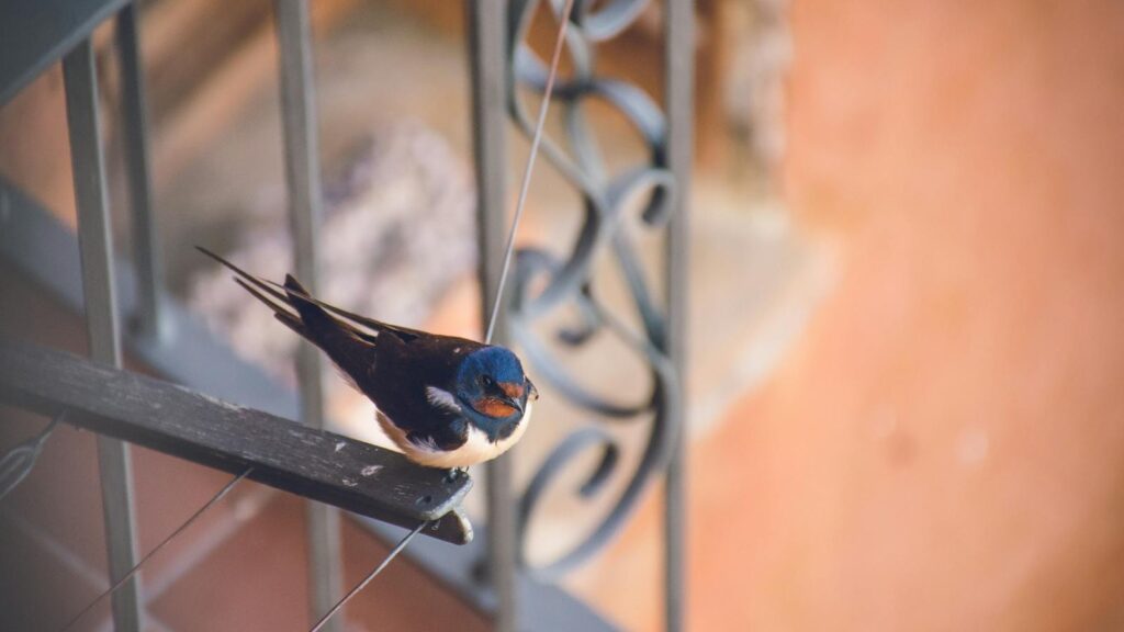 A barn swallow perched on a metallic railing of a balcony