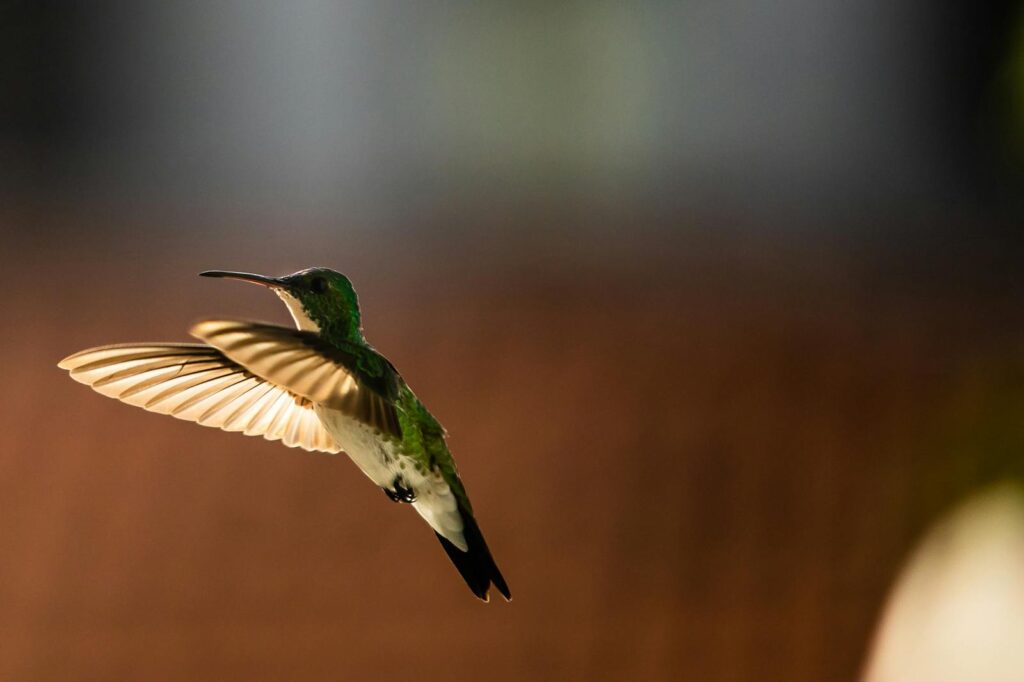 Captivating shot of a hummingbird flying with wings outspread, showcasing its iridescent plumage.