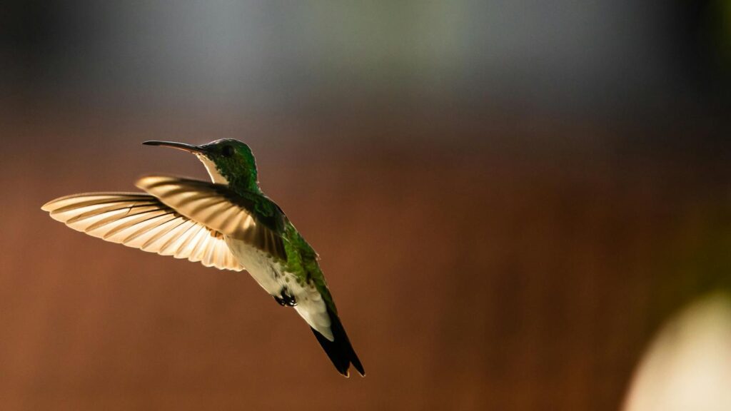 Captivating shot of a hummingbird flying with wings outspread, showcasing its iridescent plumage.