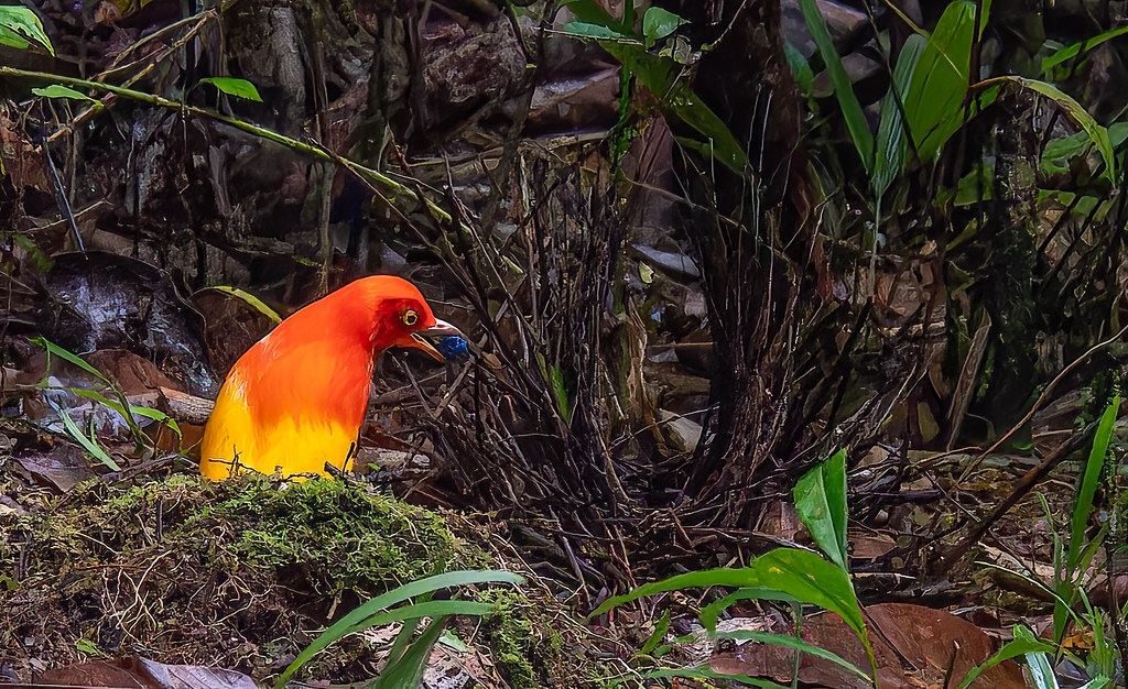 A Flame Bowerbird with vibrant orange and yellow plumage perches near a leafy bower.