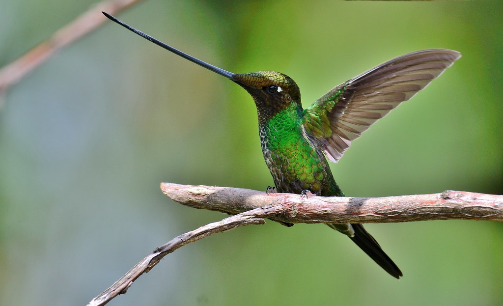 A sword-billed hummingbird perches on a branch, showing its exceptionally long bill.