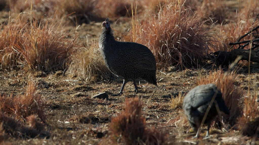 Helmeted Guineafowls feeding on a dry field with sparse vegetation