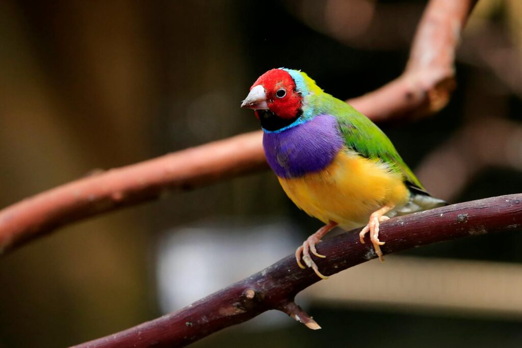 A colorful Gouldian finch with a red head perches on a branch.