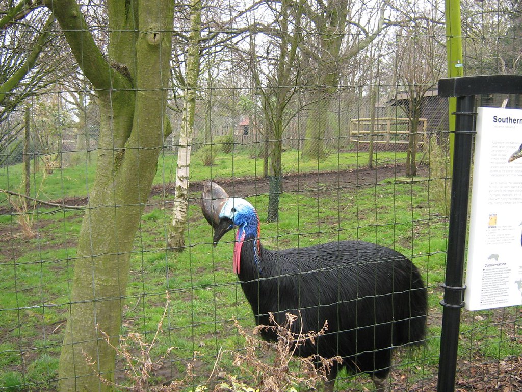 A southern cassowary with a blue head and red wattle stands behind a fence.