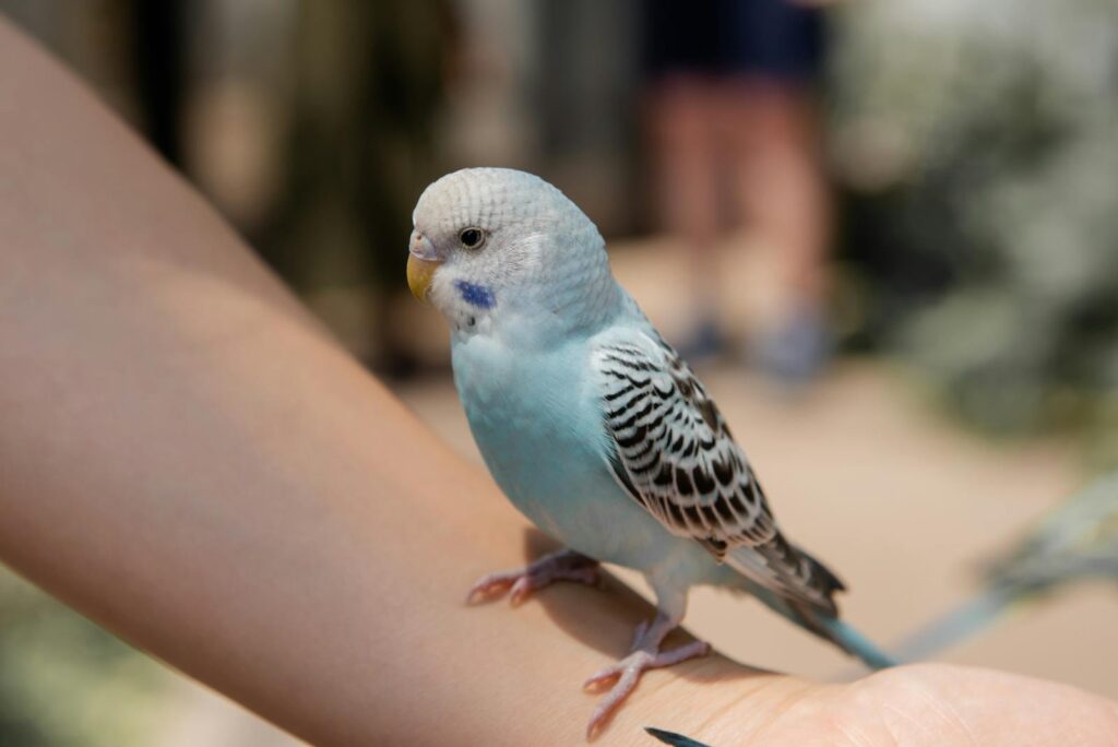 Beautiful blue budgerigar resting on a person's arm in sunlight.
