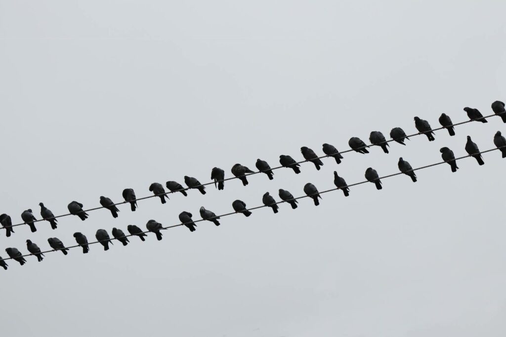 A large flock of pigeons roosting on parallel electric wires against a clear sky.