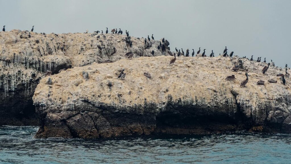 Colony of seabirds perched on rocky island surrounded by ocean water