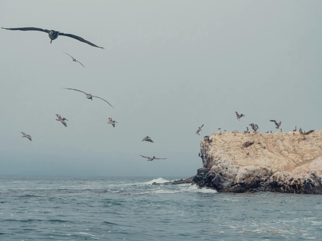 Birds soaring over a rocky ocean coastline under a gray sky, showcasing nature's beauty.