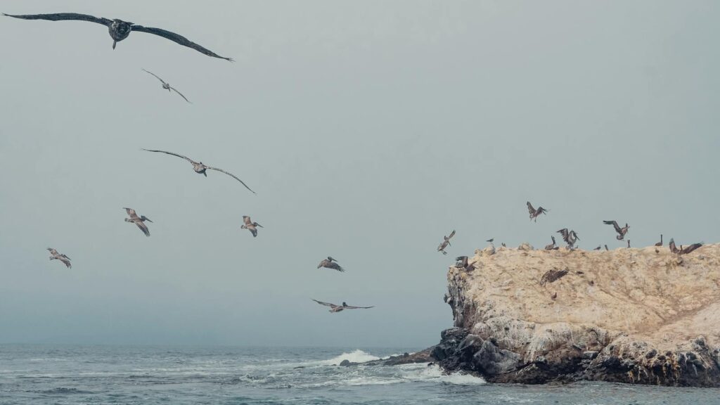 Birds soaring over a rocky ocean coastline under a gray sky, showcasing nature's beauty.