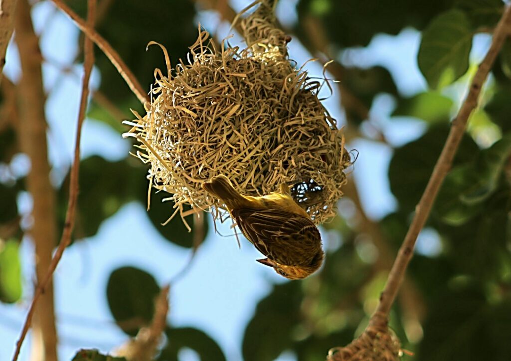 A close-up of a weaver bird constructing its intricate nest in a tree.