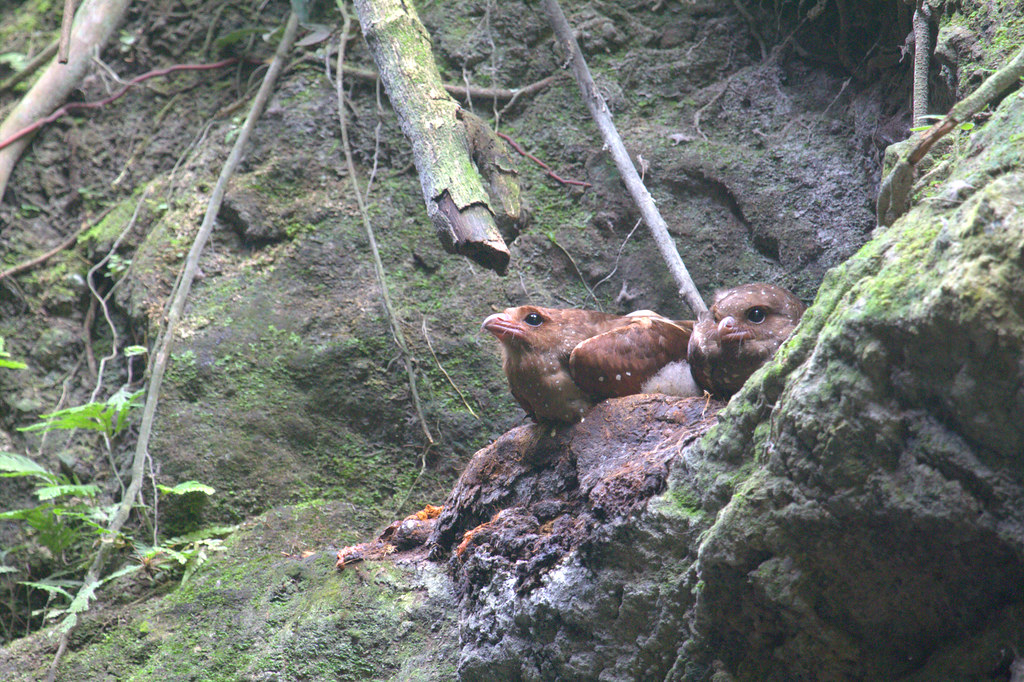 Two Oilbirds are perched on a rock inside a cave.