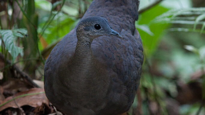 Great Tinamou alert and watchful, looking around in tropical forest