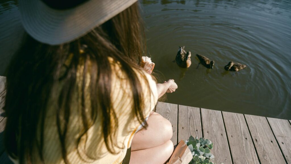 Woman feeding ducks in a pond by tossing pieces of bread into the water