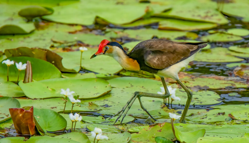 A Comb-crested Jacana walks on lily pads.