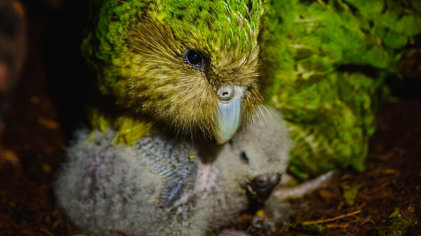 Kakapo caring for its chick inside nest