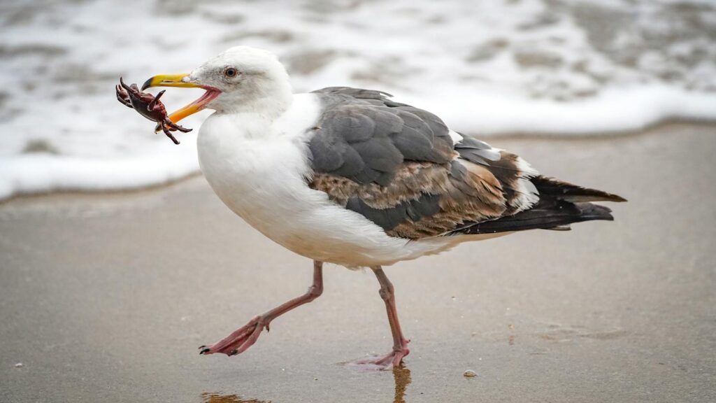 Seagull eating a crab on sandy beach