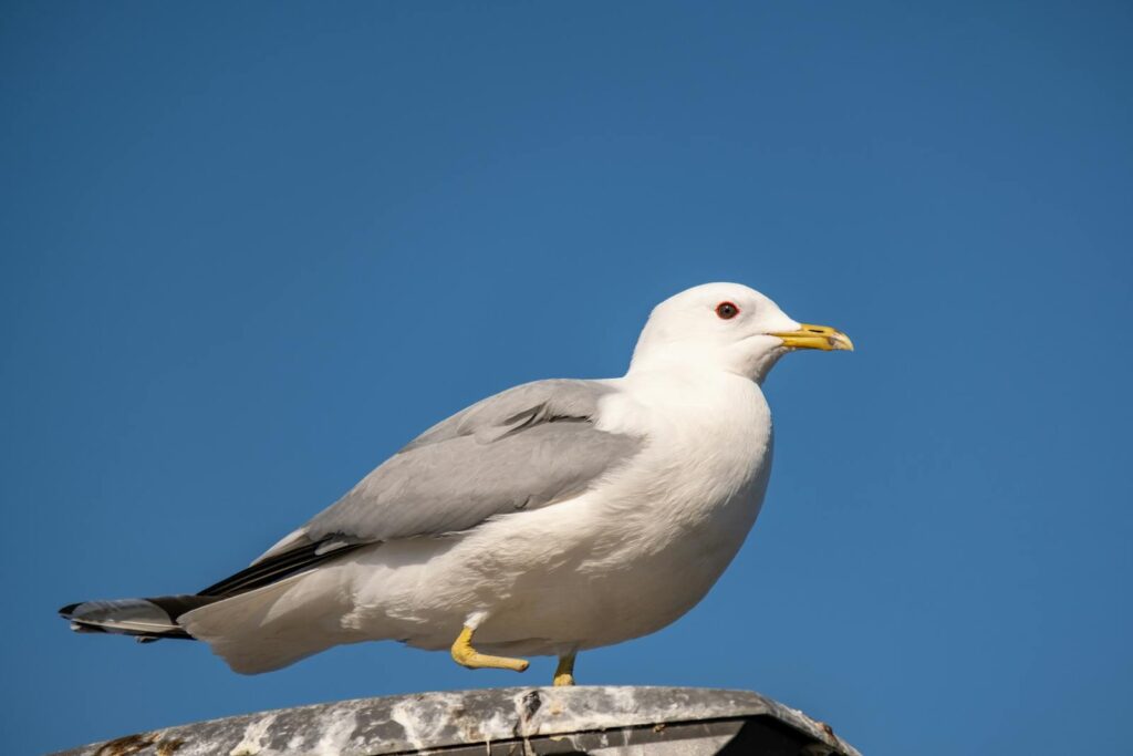 A seagull sits perched against a vibrant blue sky, captured in a natural setting.