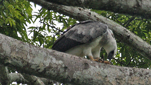harpy eagle grooming its sharp talons