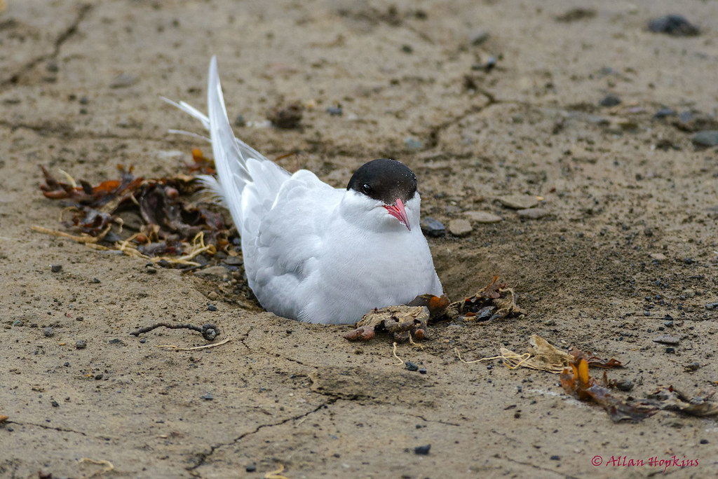 An Arctic Tern with a red beak and black cap gracefully glides through the air.