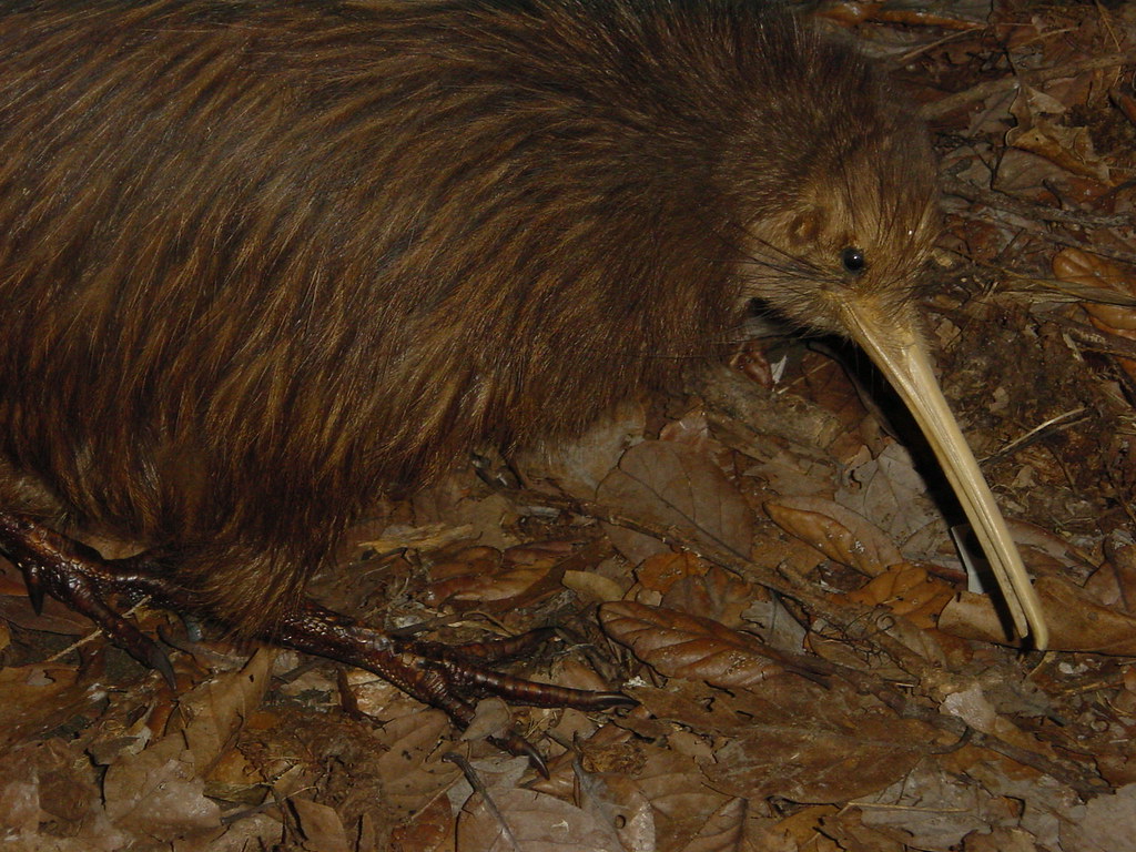 A brown kiwi with a long beak walks on fallen leaves.