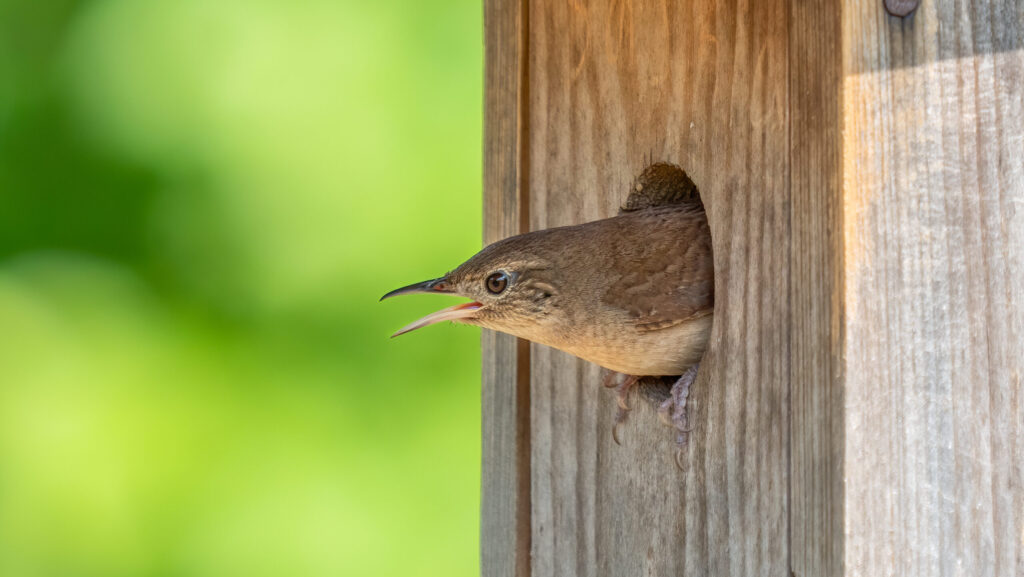 wren bird peeking its head out of a wooden nesting box