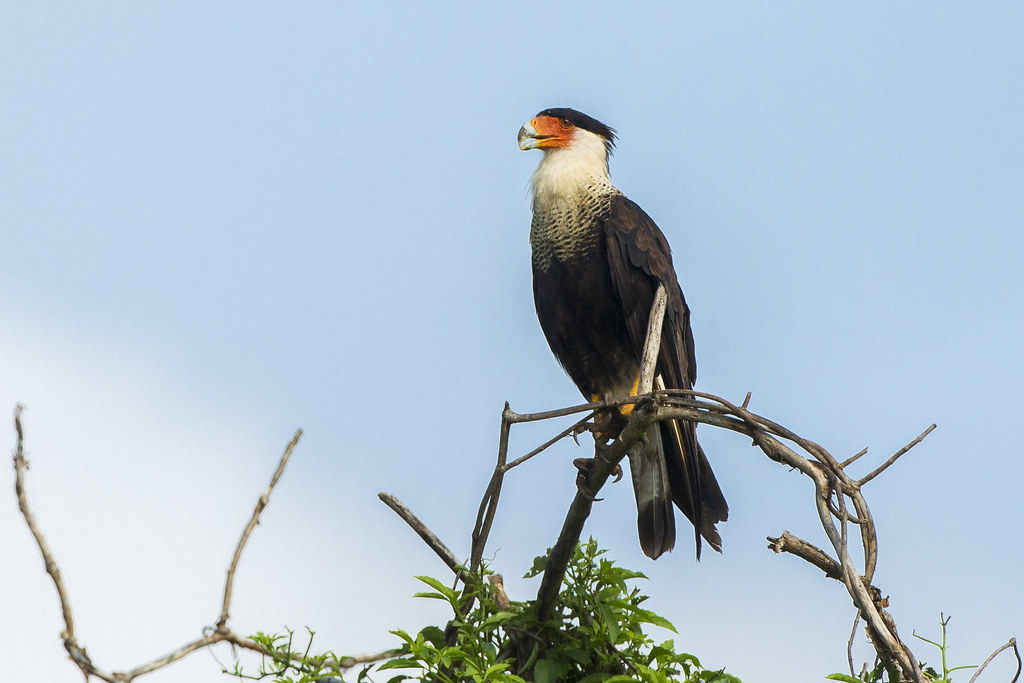 A Crested Caracara perched on a tree branch.