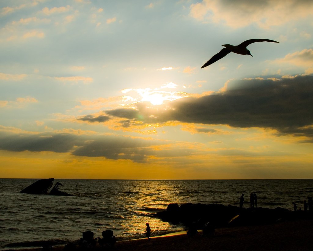 A sooty tern flies over the ocean at sunset.