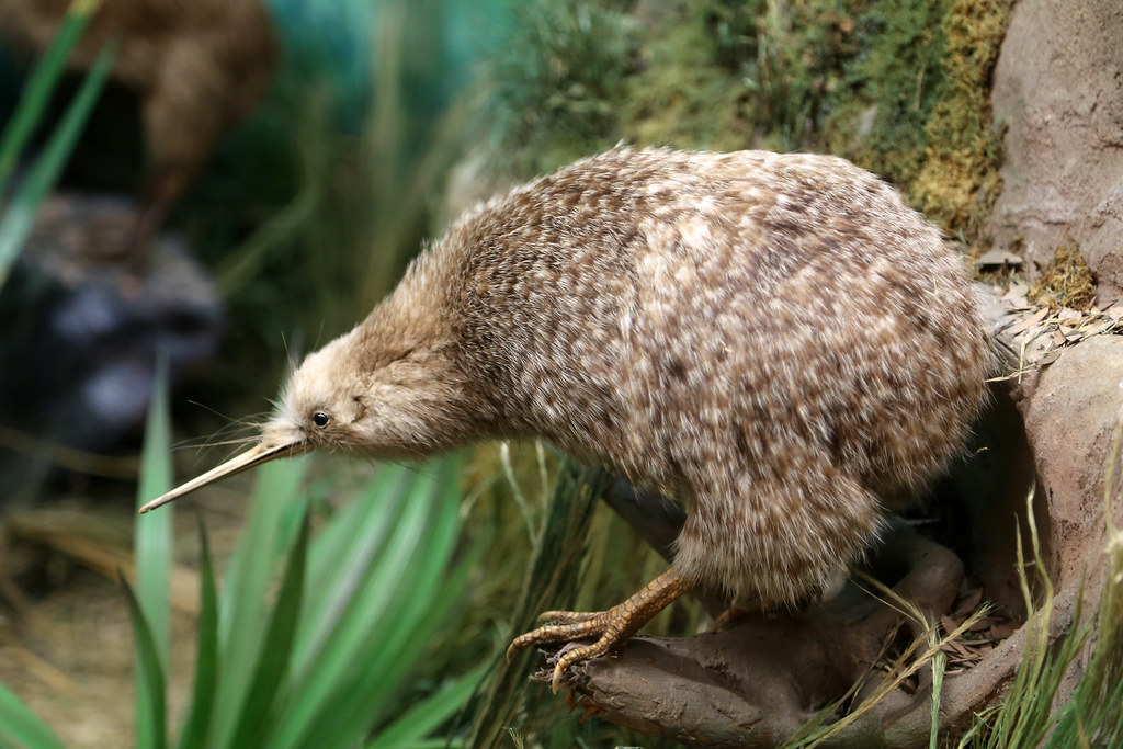 A kiwi bird with brown feathers and a long beak.
