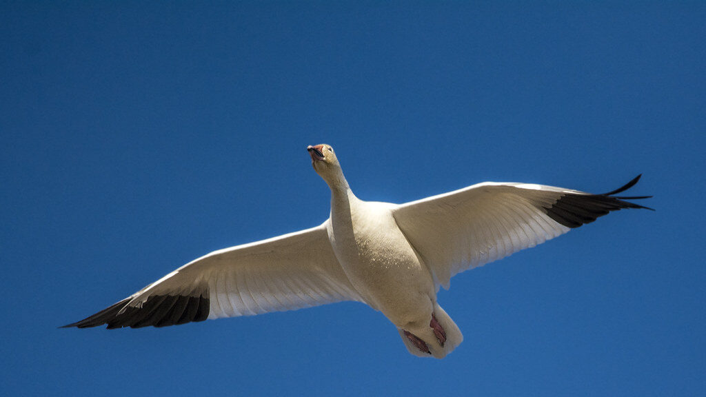 Snow Goose in flight, showcasing its spread wings against a clear sky