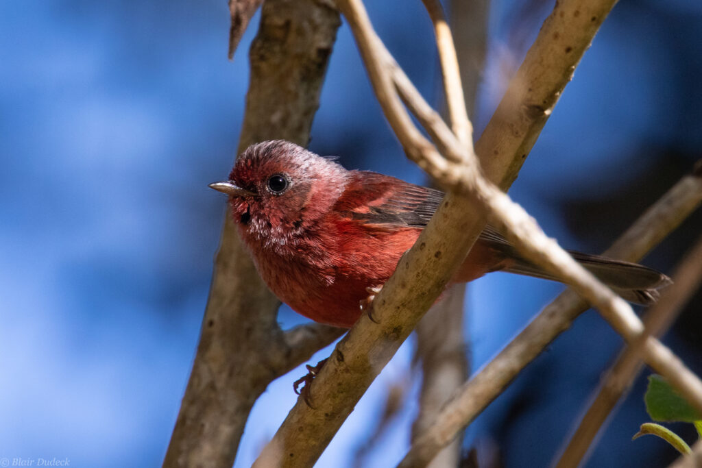 A Pink-headed Warbler with its distinctive red body and pink head perches on a branch.