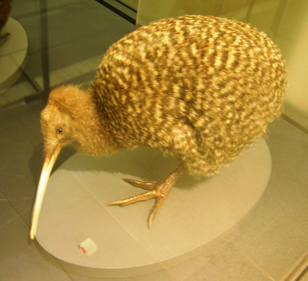 A spotted kiwi bird with a long beak stands on a light surface.