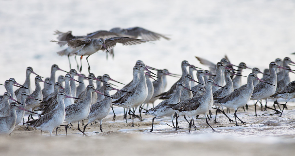 A large flock of Bar-Tailed Godwits gathers, with some birds taking flight.