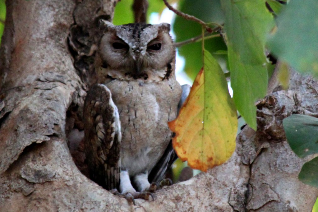 An Indian Scops Owl with closed eyes perches inside a tree hollow near green leaves.
