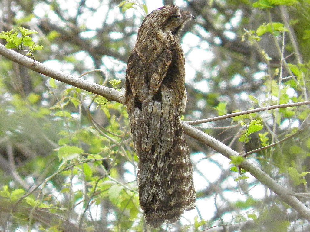 A Northern Potoo is perched on a branch.