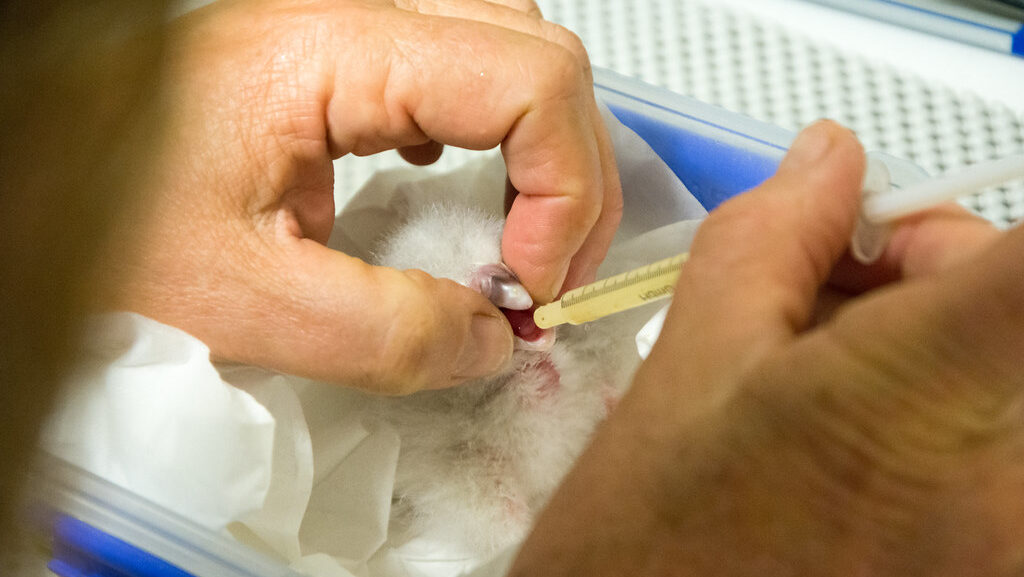 Wildlife conservationist hand feeding baby Kakapo