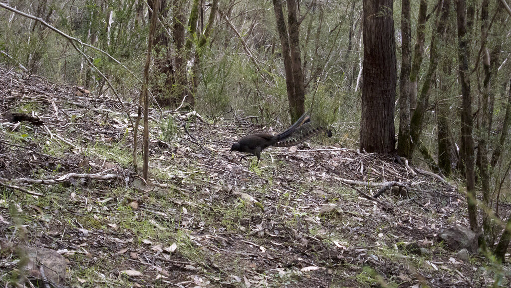 Lyrebird foraging in the woods, scratching the ground to find food