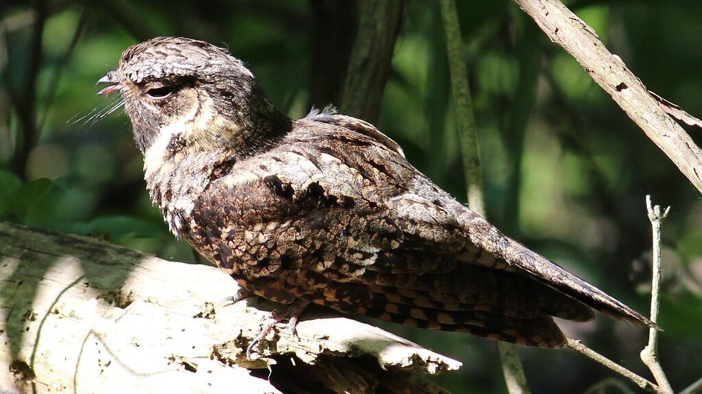 Eastern Whip-poor-will perched on fallen log in sunlit forest