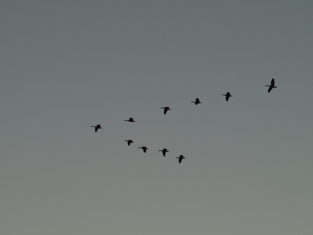 A flock of Canada Geese flies in a V-formation against a light sky.
