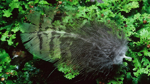 Beautiful kakapo feather on top of moss